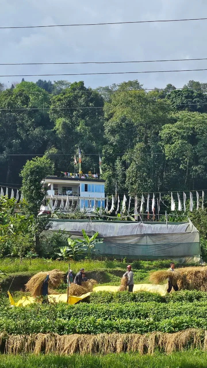 Harvest in the fields below Rey, villagers carrying bundles of straw past polyhouses and prayer flags