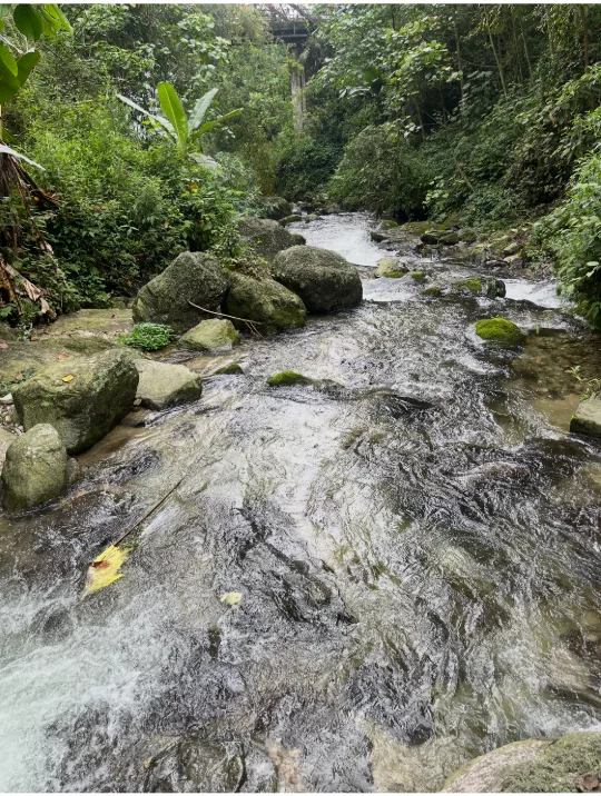A clear stream running over mossy boulders through the forest below Rey