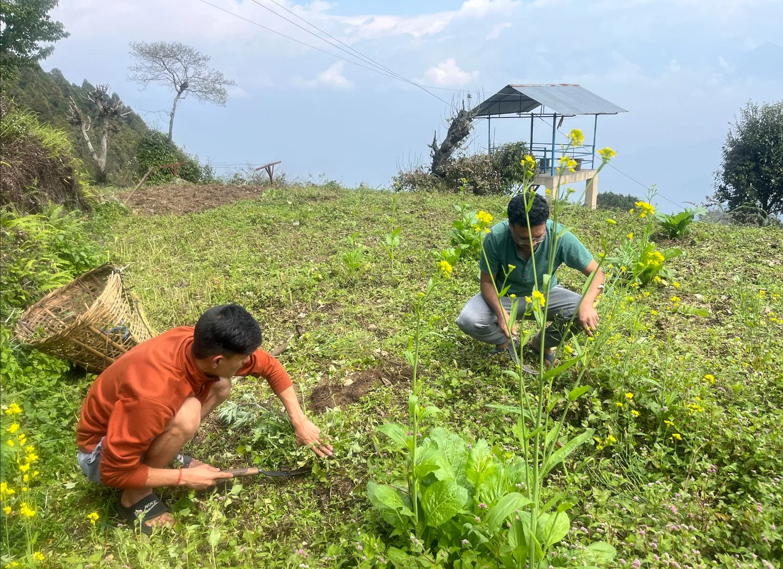 Two men cutting greens in a hillside vegetable patch above the cloud line
