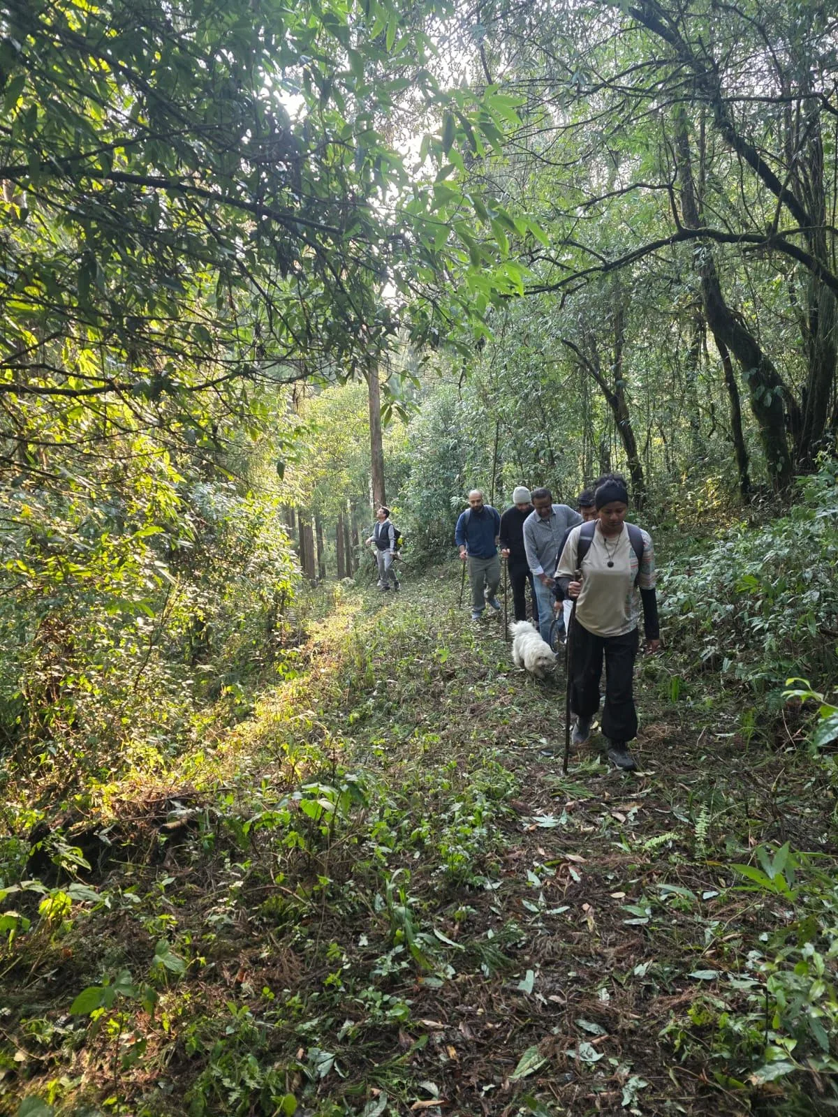 A group walking single file down a forest trail with a dog alongside