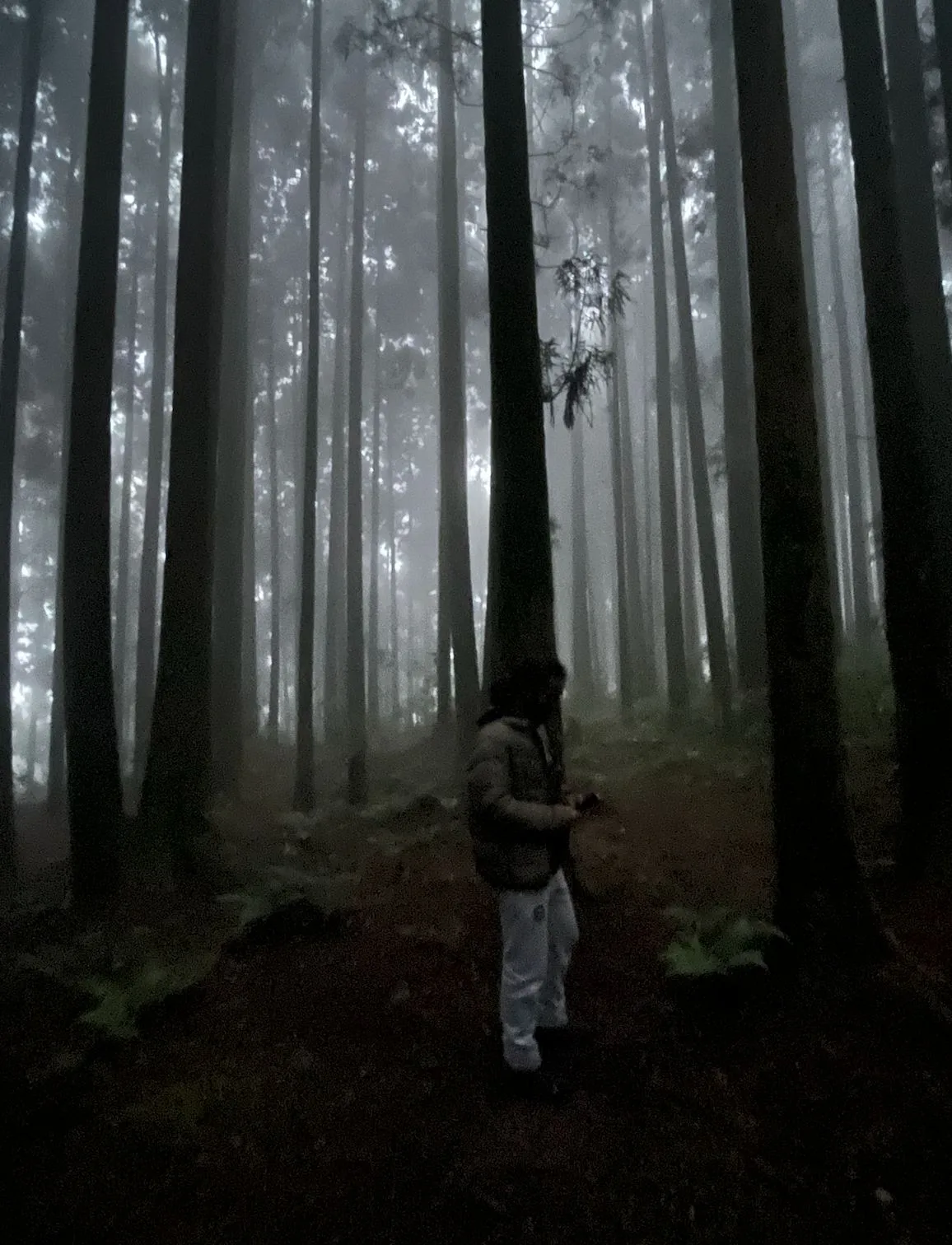 A walker among tall pines in mist, in the forest above Yakten